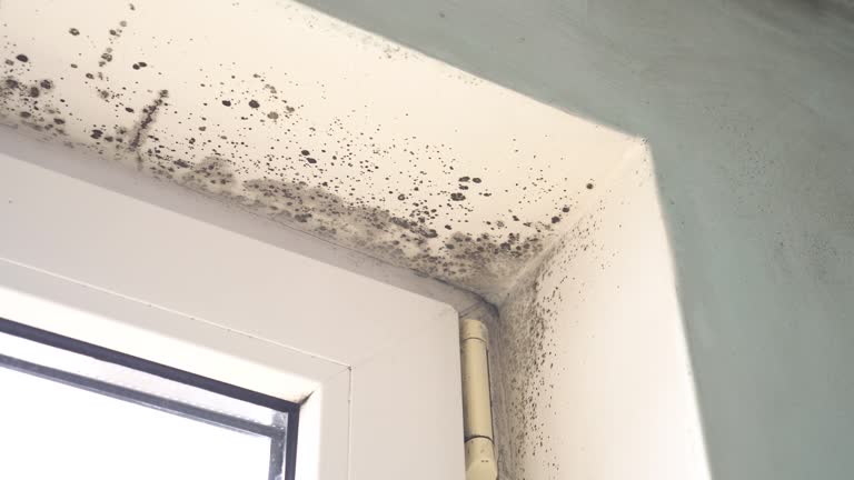 Best Attic Mold Removal  in Machesney Park, IL